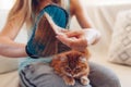 Brushing cat with glove to remove pets hair. Woman taking animal fur off hand rubber glove combing at home