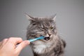 Brushing cat`s teeth with toothbrush Royalty Free Stock Photo