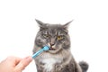 Brushing maine coon cat`s teeth Royalty Free Stock Photo