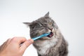 Brushing maine coon cat`s teeth Royalty Free Stock Photo