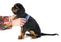 Brushing puppy cavalier king charles Royalty Free Stock Photo