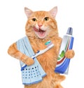 Brushing teeth cat. Royalty Free Stock Photo