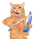 Brushing teeth cat.