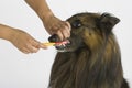 Brushing the teeth of a dog