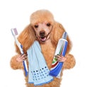 Brushing teeth dog Royalty Free Stock Photo
