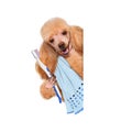 Brushing teeth dog Royalty Free Stock Photo