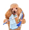 Brushing teeth dog Royalty Free Stock Photo