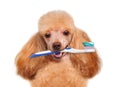 Brushing teeth dog