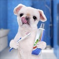 Brushing teeth dog . Royalty Free Stock Photo