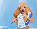 Brushing teeth dog. Royalty Free Stock Photo