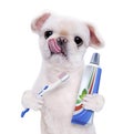 Brushing teeth dog . Royalty Free Stock Photo