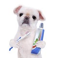 Brushing teeth dog . Royalty Free Stock Photo