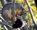 Brushtail Possum Royalty Free Stock Photo