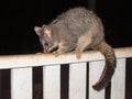 A Brushtail Possum Feeding