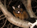 Brushtail Possum Royalty Free Stock Photo