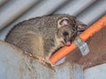 A Brushtail Possum on a Roof