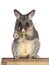 Brushtail Possum on white background