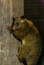 Brushtail Possums Climbing a Tree Trunk, Australia Royalty Free Stock Photo