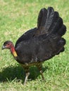 Wild Australian Turkey close-up