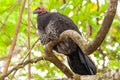 Brushturkey perching on a tree branch. Royalty Free Stock Photo