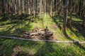 Brushwood in the coniferous spring forest