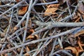 Brushwood dry branches with withered leaves as autumn forest and wood background.