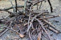 Brushwood for open fire. Royalty Free Stock Photo
