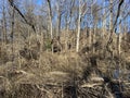 Brushy Swamp at a Local Park in Winter in February