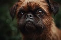 Brussel griffon dog closeup photo. Generate ai