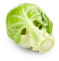 Brussel sprout with drops of water Royalty Free Stock Photo