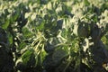 Brussel sprout farm in Victoria, Australia