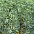 Brussel sprout field in the netherlands Royalty Free Stock Photo