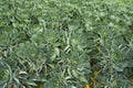 Brussel sprout field in the netherlands Royalty Free Stock Photo