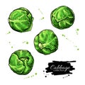 Brussel sprout hand drawn vector illustrations. Vegetable artistic style objects Royalty Free Stock Photo