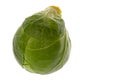 Brussel Sprout Macro