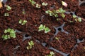 Brussel Sprout seedlings maturing in a container. Royalty Free Stock Photo