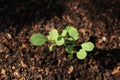 Brussel Sprout seedlings maturing in rich soil Royalty Free Stock Photo