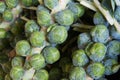 Brussel sprout stalks Royalty Free Stock Photo