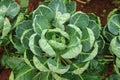 Brussel Sprouts (Cabbage) plant Royalty Free Stock Photo