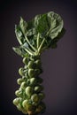 Brussel Sprouts Royalty Free Stock Photo