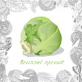 Brussel Sprouts illustration isolated on white background. Vector image