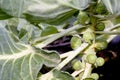 Brussel sprouts on plant Royalty Free Stock Photo