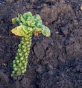 Brussel sprouts plant in garden. Last stalk standing. Royalty Free Stock Photo