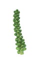 Brussel sprouts on the stalk Royalty Free Stock Photo