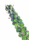 Brussel Sprouts Stalk Royalty Free Stock Photo