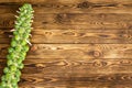 Brussel sprouts stalk on rustic market table Royalty Free Stock Photo