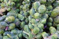 Brussel sprouts on stalks Royalty Free Stock Photo