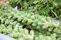 Brussel Sprouts Royalty Free Stock Photo