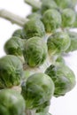 Brussel sprouts on a white background