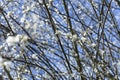 BRUSSELS, Belgium - march 21, 2023: A plum tree is in bloom as spring arrives